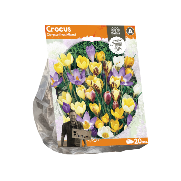 Crocus Chrysanthus Mixed (Sp) per 20