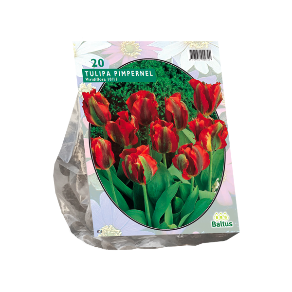Tulipa Pimpernel, Viridiflora per 20