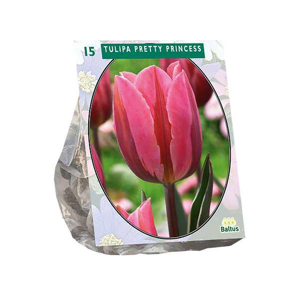Tulipa Pretty Princess per 15