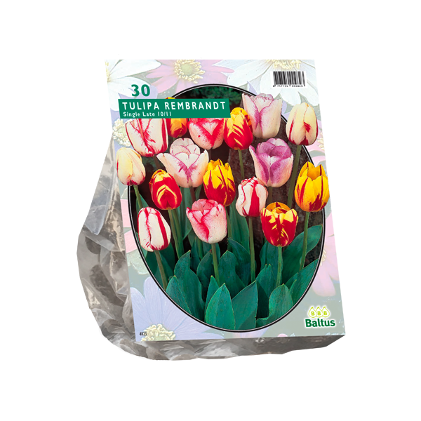 Tulipa Rembrandt Mix per 30