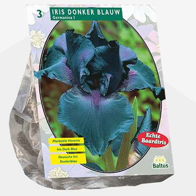 Florentijnse lis (Iris-Germanica-Donkerblauw-per-3)