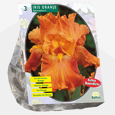 Florentijnse lis (Iris-Germanica-Oranje-per-3)