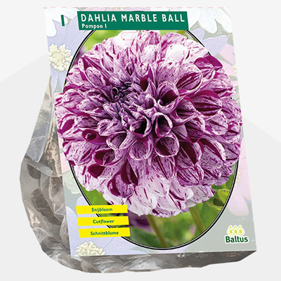 dahlia (Dahlia-Pompon-Marble-Ball-per-1)