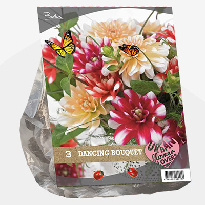 dahlia Urban-Flowers-Selectie-(Dahlia-Dancing-Bouquet-per-3)