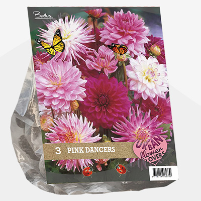 dahlia Urban-Flowers-Selectie-(Dahlia-Pink-Dancers-per-3)