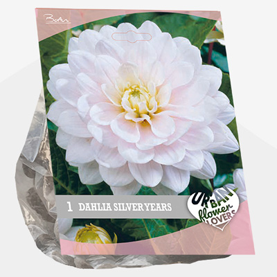 dahlia Urban-Flowers-Selectie-(Dahlia-Silver-Years-per-1)