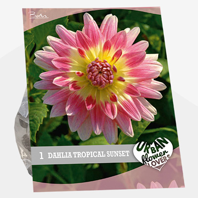 dahlia Urban-Flowers-Selectie-(Dahlia-Tropical-Sunset-per-1)
