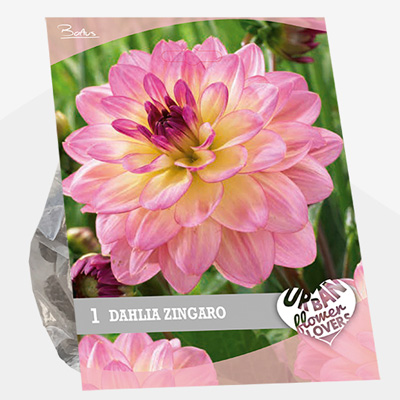 dahlia Urban-Flowers-Selectie-(Dahlia-Zingaro-per-1)