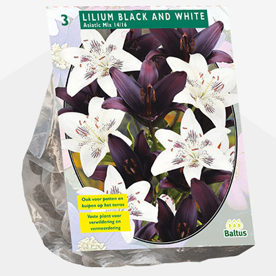 lelie (Lilium-Black-and-White-per-3)