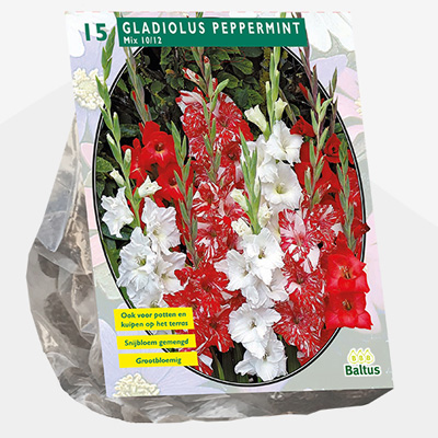 zwaardlelie (Gladiolus-Peppermint-Mix-per-15)