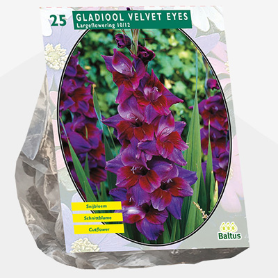 zwaardlelie (Gladiolus-Velvet-Eyes-per-25)