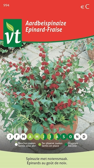 spinazie aardbeispinazie (Chenopodium foliosum)