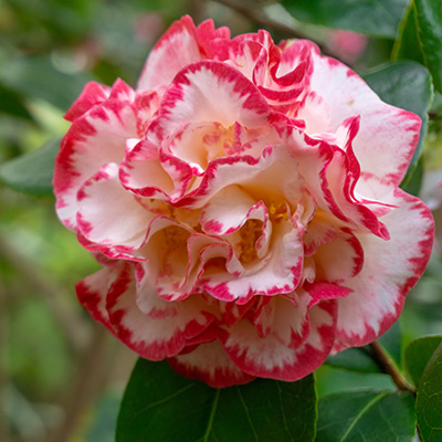 camelia-(Camellia-japonica-Margaret-Davis)