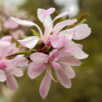 magnolia-sterbloem-(Magnolia-stellata-Rosea-Jane-Platt)