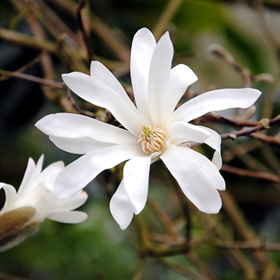 magnolia-sterbloem-(Magnolia-stellata)