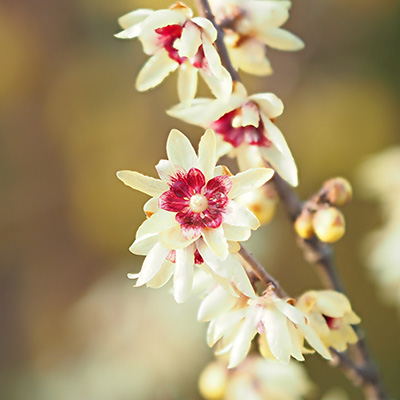 meloenboompje-(Chimonanthus-praecox)