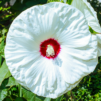 reuzenhibiscus-(Hibiscus-moscheutos-blanc-coeur-rouge)