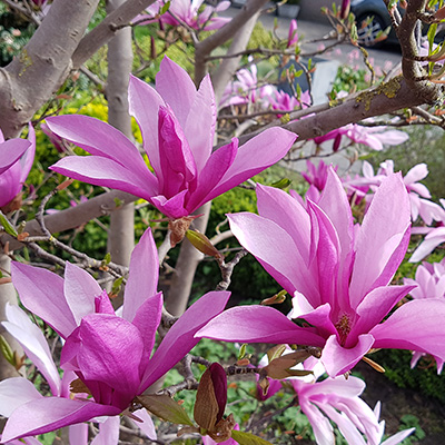 tulpenboom-(Magnolia-x-Susan)