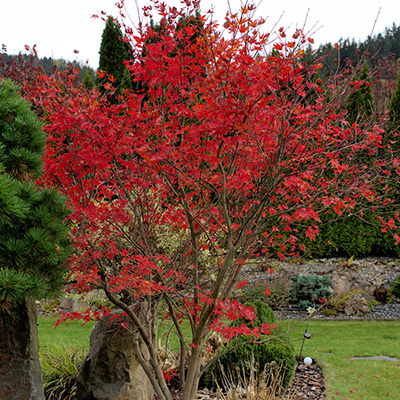 japanse esdoorn (Acer-palmatum-Bloodgood)