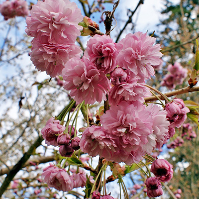 japanse sierkers (Prunus-serrrulata-Kiku-shidare-zakura)