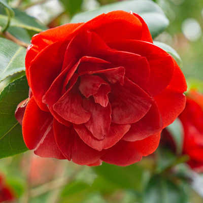 camelia (Camellia-japonica-rood-rouge)