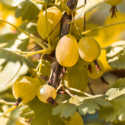 gele kruisbes / stekelbes (Ribes-uva-crispa)