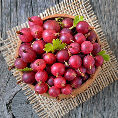 rode kruisbes / stekelbes (Ribes-uva-crispa)