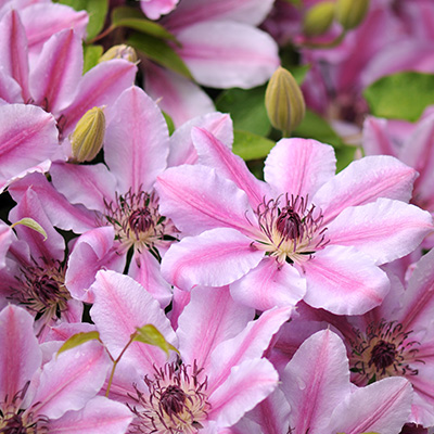 bosrank-(Clematis-hybr.-Nelly-Moser)