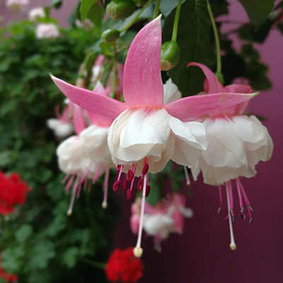 bellenplant-(Fuchsia-White-Pink)