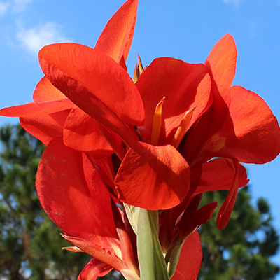 bloemriet-(Canna-indica-Red)