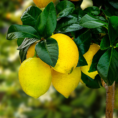 citoenboompje-(Citrus-limonia)
