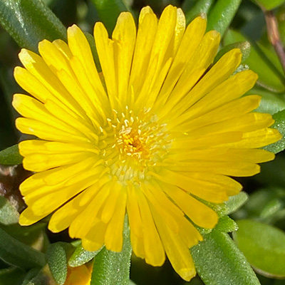 ijsbloem (Delosperma-cultivars-Suntropics®-Yellow)