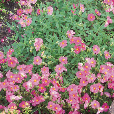 zonneroosje-(Helianthemum-nummularium-Lawrensons-Pink)