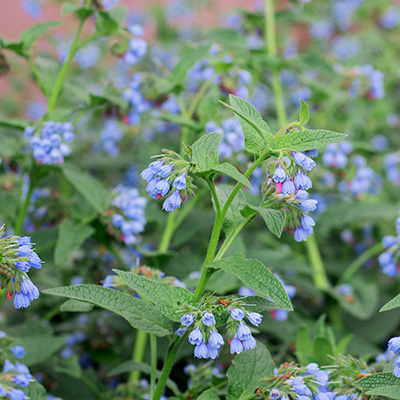 blauwe smeerwortel (Symphytum-Azureum)