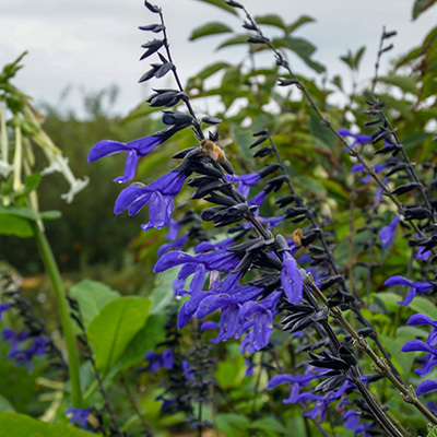 reuzensalie-(Salvia-guaranitica-Black-and-Blue)