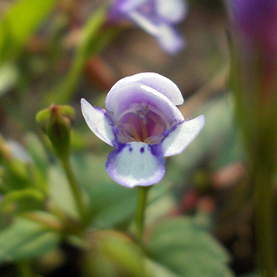 valse-pimpernel-(Lindernia-grandiflora)