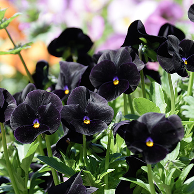 zwart-viooltje-(Viola-cornuta-Molly-Sanderson)