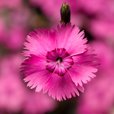 grasanjer-(Dianthus-plumarius-Dixie-Pink-DICZ0003-PBR)