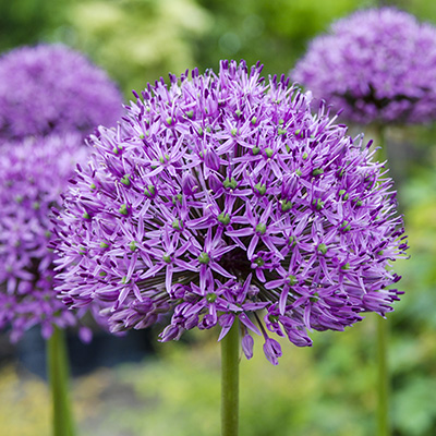 sierui (Allium-aflatunense-Purple-Sensation)