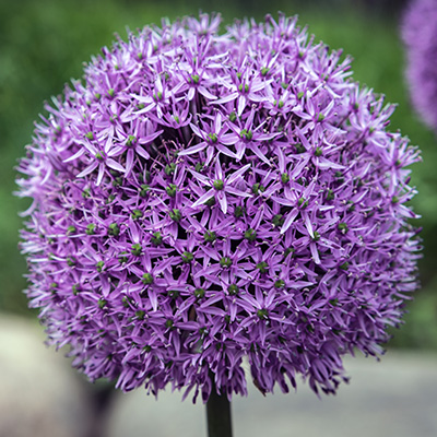sierui (Allium-hybride-Gladiator)