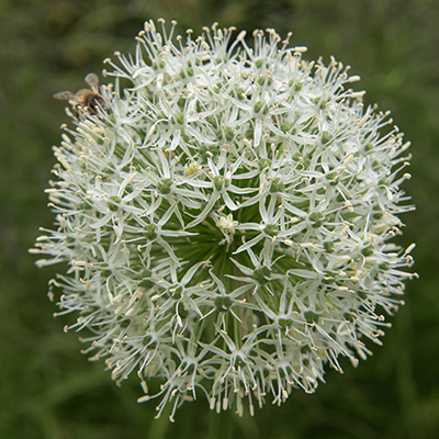 sierui (Allium-hybride-Mount-Everest)