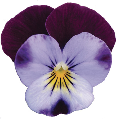 viooltje klein (Viola-cornuta-EVO-Mini-F1-Sorbet-XP-F1-Denim-Jump-Up)