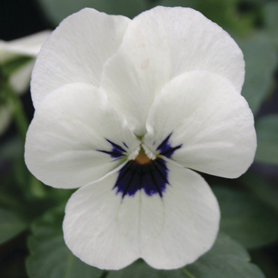 viooltje klein (Viola-cornuta-EVO-Mini-F1-Sorbet-XP-F1-White-Blotch)