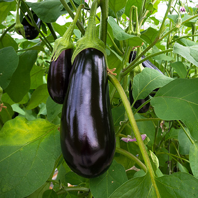 aubergine-paars-(Solanum-melongena)