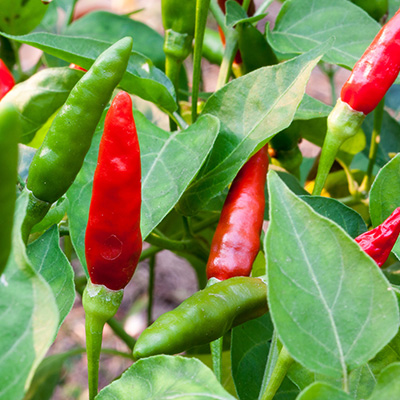 peper-chili-piri-piri-Afrikaanse-rode-duivel-(Capsicum-frutescens)
