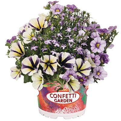 Petunia-Verbena-Lobelia-Mix-(Confetti-Garden-Hugge-Waterrose)