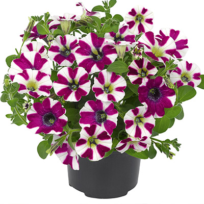 petunia (Petunia-grandiflora-Cascadias®-Bicolour-Cabernet)