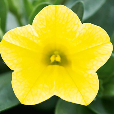 mini-petunia (Calibrachoa-cultivars-Calita®-Compact-Lemon)