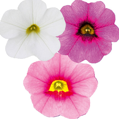 mini-petunia 3 in 1 (Calibrachoa-cultivars-Calita®-Compact-Trio-Pink-Red-Eye-Rose-White)