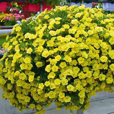 mini-petunia (Calibrachoa-cultivars-Calita®-Double-Yellow)